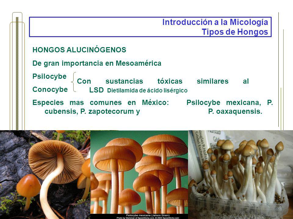 los tipos de hongos mas comunes